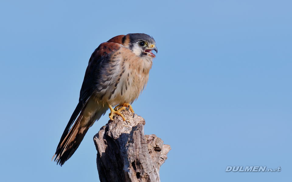 01 American kestrel (Falco sparverius)